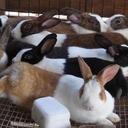 ZacRabbitry's profile picture. Vermicast is a proven plant growth enhancer and has been shown to suppress certain diseases and pests.