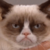 Really Grumpy Cat (@grumpycatspeaks) Twitter profile photo Really Grumpy Cat (@grumpycatspeaks) Twitter profile photo