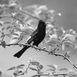 jujuo000's profile picture. 