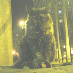 Gatos Parque Kennedy Miraflores

Grupo voluntario que protege a los gatos del parque central de miraflores
