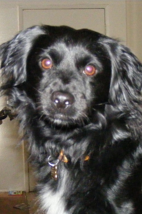 Meet my doggie Shadow. Isn't he cute! I am seeking anything paranormal or ghostly. I have had tons of experience with the paranormal.  Way more than most.