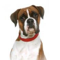 I am a naughty Boxer and love to chat. I go to work with my humans everyday. We manufacture lovely Blinds and Shutters for the trade and domestic market.