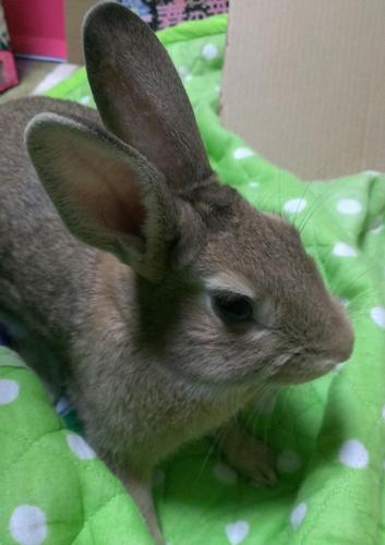 あ〜ちゃん🐰12歳のダンディうさぎですーーー🐰