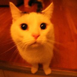 noysomheten's profile picture. 