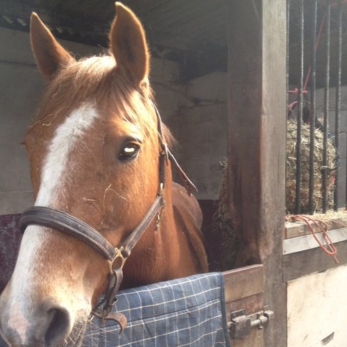 Im married to steve dipper lewis and have a 21 yr old daughter. I have 2 horses billy and scarlett. We are hard working but happy. I dont suffer fools gladly