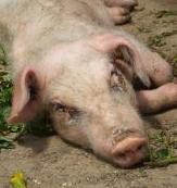 We should check any updates on Swine Flu on a daily basis.