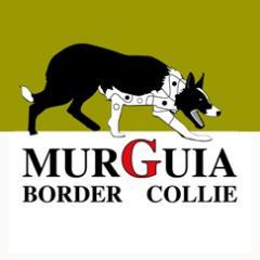 MURGUIA_BC's profile picture. - Educación canina. 
- Perros pastor
- El mundo de Druku