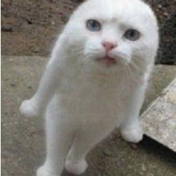 ttk_pt's profile picture. 