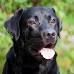Me likes lengthy walks and devouring a large quantity of hot dogs. Humans are fantastic also. If you enjoy dog love and cute puppies follow me!