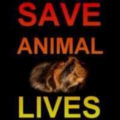 Lets work together and stop the useless killing of millions of animals every year! They need our help!