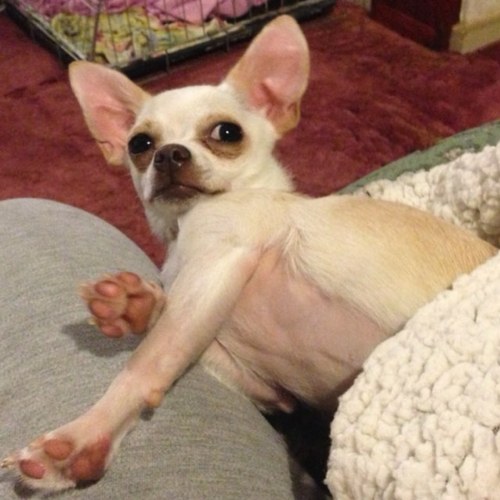 DexChihuahua's profile picture. 