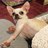 DexChihuahua's profile image