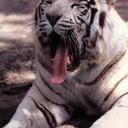 Steven Bredeson - @PackerSteve64 - Twitter