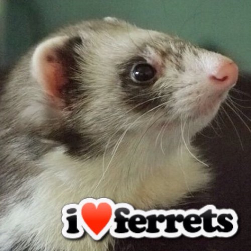 i❤ferrets