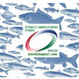 A marine focus from Wales Environment Link members - check out our more general nature tweets at @WalesLink