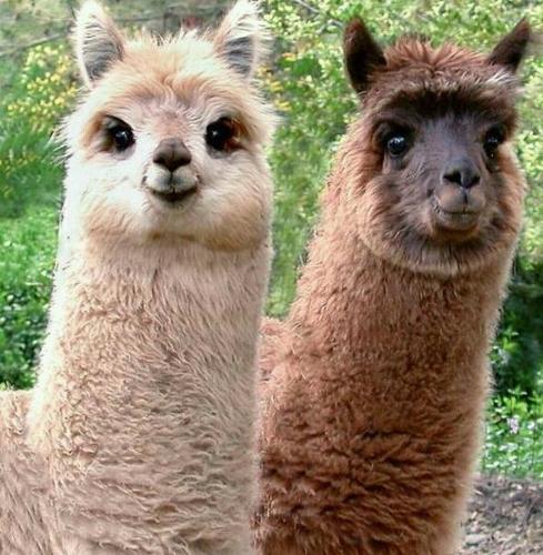 djdominator555's profile picture. idk man