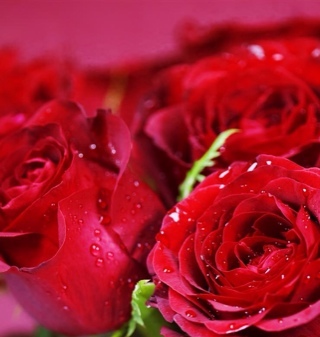 laurasbloemen's profile picture. 