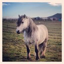 Jennifer Beveridge - @camancheewind - Twitter