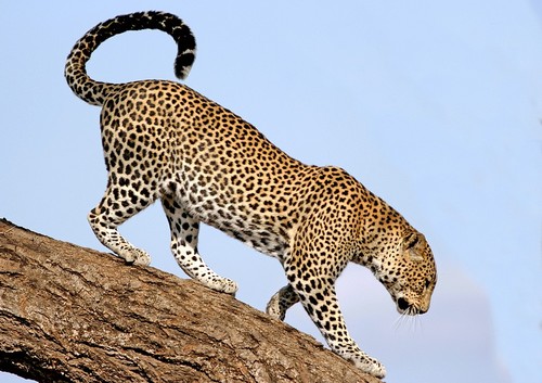 Leopard