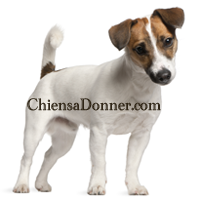 Chiens@Donner Profile