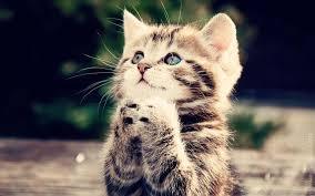 sallaserafia2's profile picture. Hello, my name is Salla and I live in Finland =)