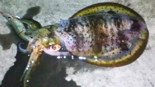 岐阜県揖斐郡在住 45才 エギング好き