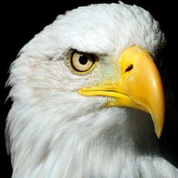 AdrianPortillaF Profile Picture