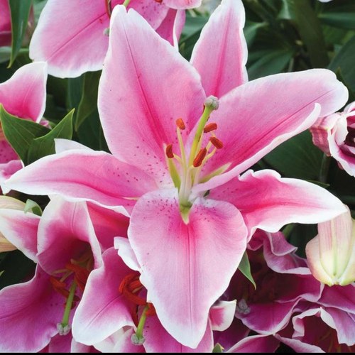 We are a small, friendly florist and gift shop in the picturesque town of Stanstead Abbotts. Send a smile today (with free local delivery)!