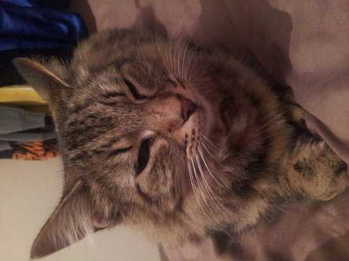 Peggy_phd's profile picture. Kevins My Bitch