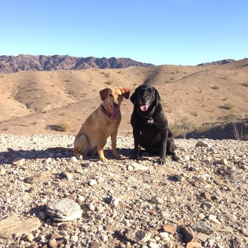 chicabicabobica's profile picture. enjoying each day with family, friends and my two beautiful dogs