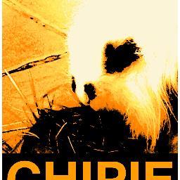 Coucou je suis une lapine je m'apelle praline,orchidée, chipie; j'ai 6 semaines. Maleureusement chipie nous a quitter le 6 mars 2014. Chipie repose en paix.
