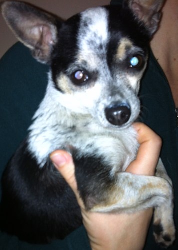 Los and Found Dog 5/9/13 near Whole Foods. Male. No collar. Chipped, but chip is not registered. Email me or message me. Looking for his family.