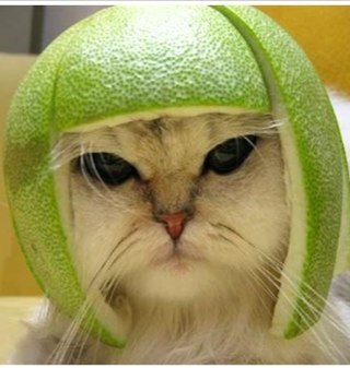 groschatin's profile picture. 