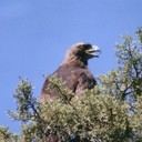 barbara wines - @twbeef - Twitter