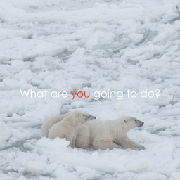 What is good for bears is good for people and the planet.
WHY BEARS? - a short film made to inspire. Use it. Own it. Share it with pride.