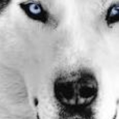 whitewolves88's profile picture. 