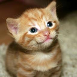 owais891's profile picture. 