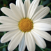 Laurie Callies (@ljcallies) Twitter profile photo Laurie Callies (@ljcallies) Twitter profile photo