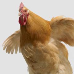 smmdesign's profile picture. design geek, quiet observer + aficionado of chickens