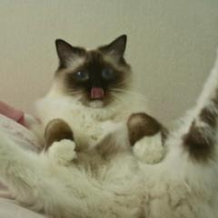 vicodinpizza's profile picture. shock