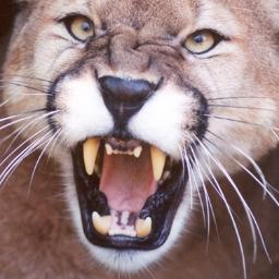 Totally awesome, and made of gold.  I enjoy Moon Wrangling, Butter-Fishing, and Cougar Wrestling in my spare time.