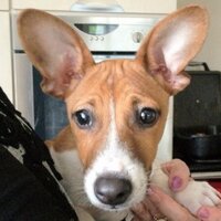 james connolly (@jameshconnolly) 's Twitter Profile