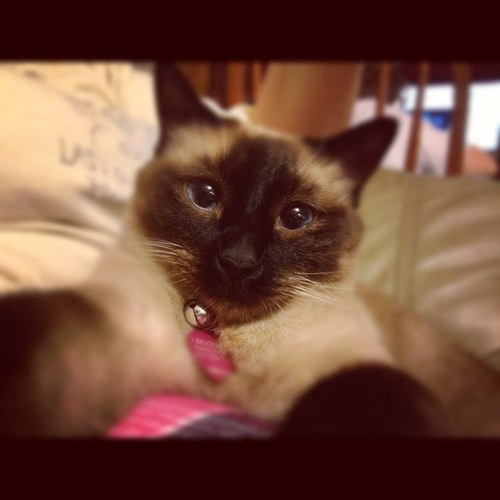 harlin4family's profile picture. 