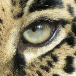 cweaversea's profile picture. 