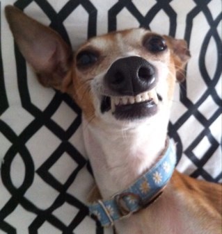 ViennaGreyhound Profile Picture