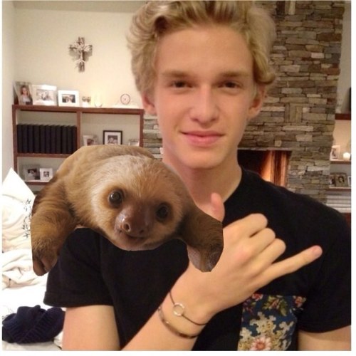 I'm Alfred • Cody Simpson's sloth • Married to @cody__simpsonuk •