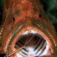 Kingfish (@ikan_segar) 's Twitter Profile