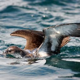 mHZRstnbl's profile picture. 