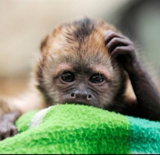 ProFanGirlXX's profile picture. I like to fangirl