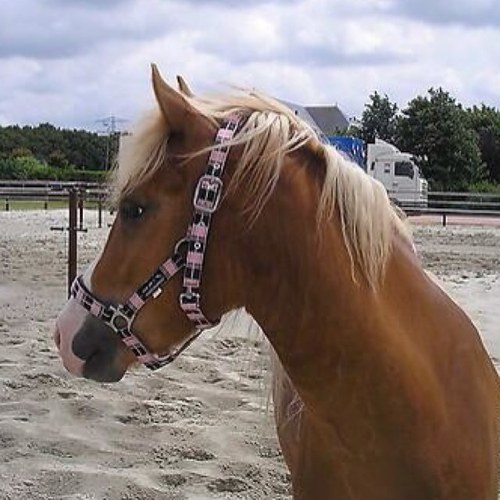 Volg voor leuke ava/header wedstrijden :D ❤ Op stal :)